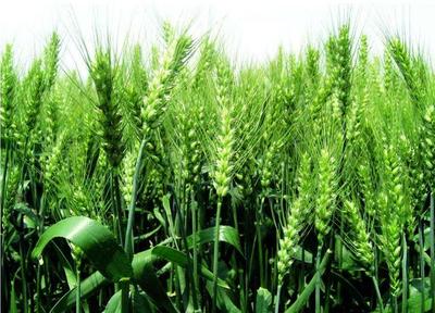 河南农村即将成熟的小麦,全被推土机推了,发生了什么事?