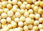 武汉蒙德集团急求购玉米绿豆大米豆类粕类小麦等农产品